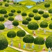 Au milieu des orangers