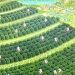 Les orangers sur le flanc de la colline